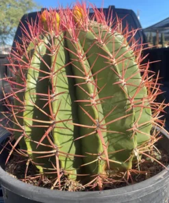 Ferocactus Pringlei