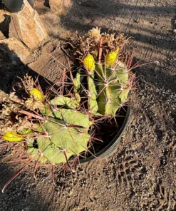 Südwestlicher Fasskaktus