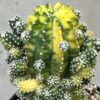 SH17114 Echinopsis subdenudata f. Variegata