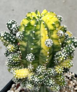 SH17114 Echinopsis subdenudata f. Variegata