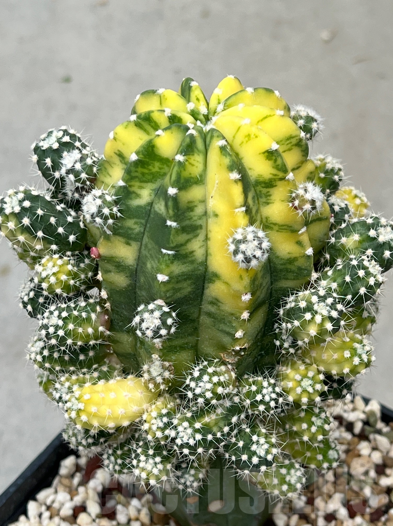 SH17114 Echinopsis subdenudata f. Variegata