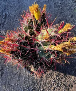 Südwestlicher Fasskaktus