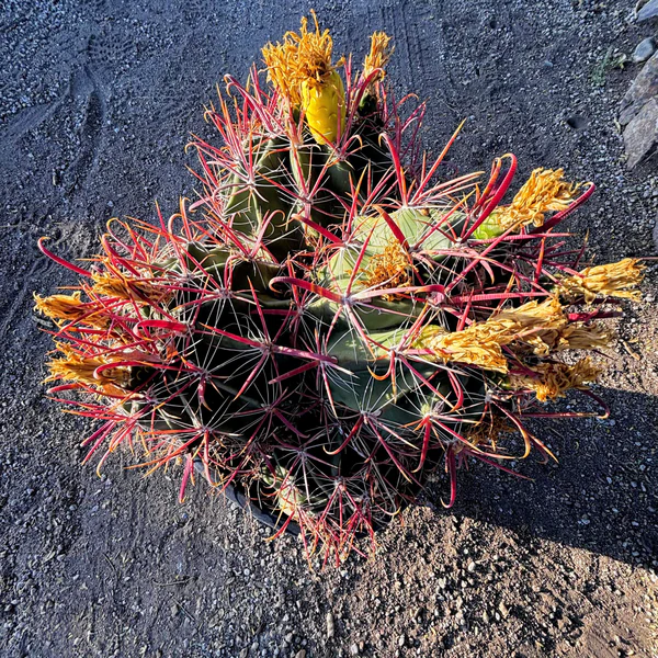 Südwestlicher Fasskaktus