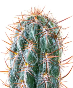 Alter Mann der Anden