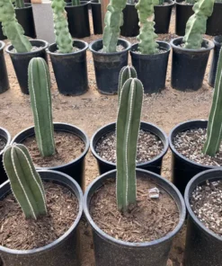 Mexikanischer Zaunpfostenkaktus