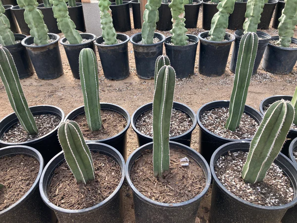 Mexikanischer Zaunpfostenkaktus