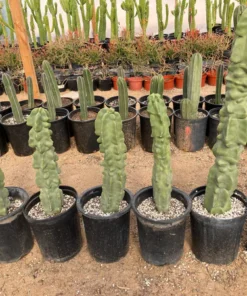 Totempfahl „Major“