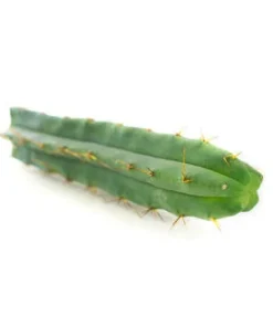 Bolivian Torch Kaktus (Echinopsis lageniformis)