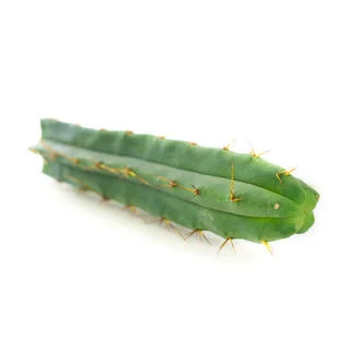 Bolivian Torch Kaktus (Echinopsis lageniformis)