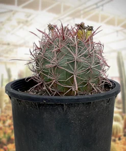 Ferocactus Gracilis