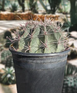 Südwestlicher Fasskaktus