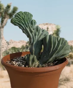 Blaue Flamme mit Haube