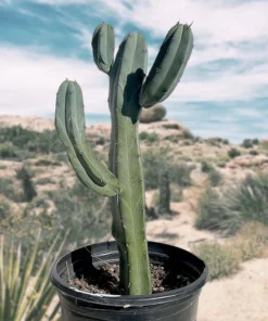 Blauer Flammenkaktus