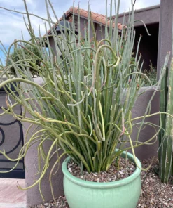 Pedilanthus Macrocarpus