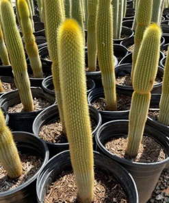 Goldener Fackelkaktus