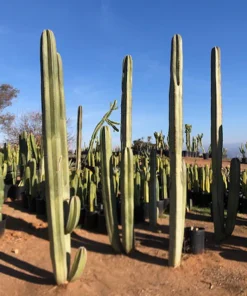 Mexikanischer Zaunpfostenkaktus