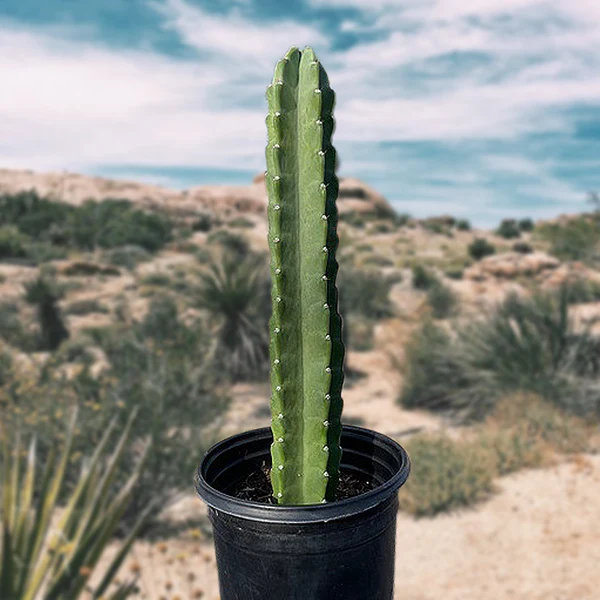 Peruanischer Apfelkaktus