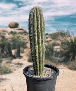 Saguaro-Kaktus