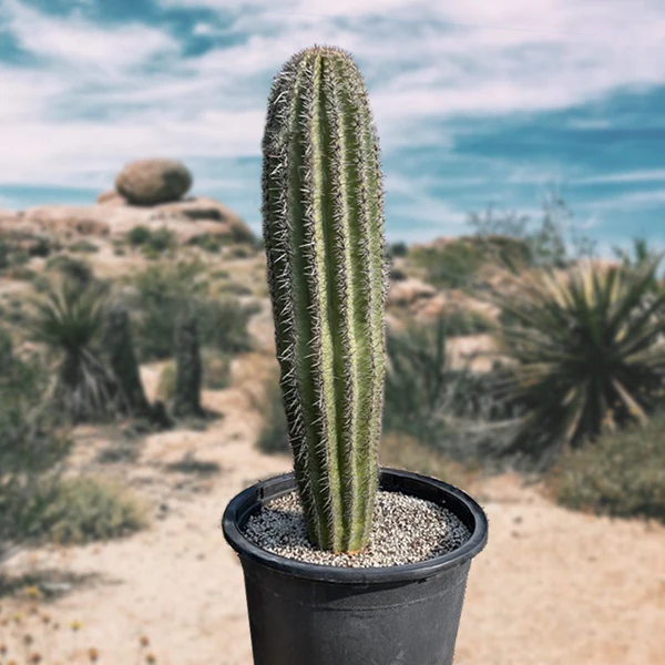 Saguaro-Kaktus