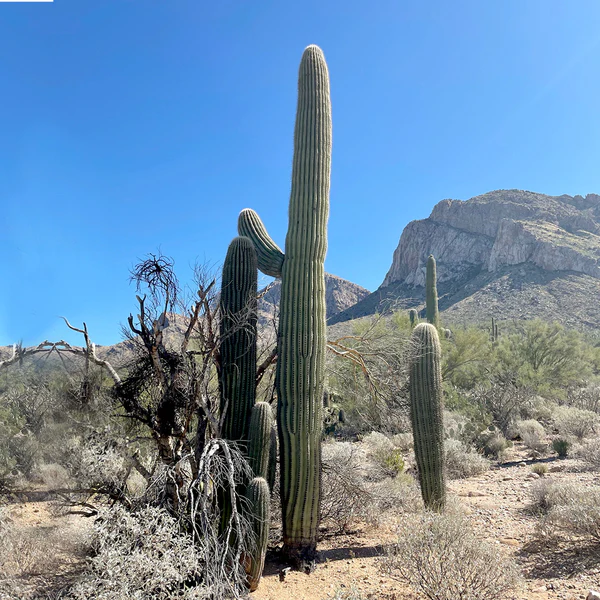 Saguaro-Kaktus