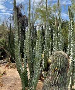 Totempfahl „Major“