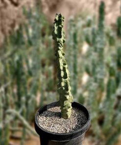 Totempfahl „Major“