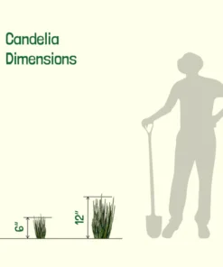 Candelilla