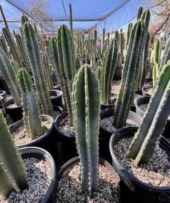 Peruanischer Apfelkaktus