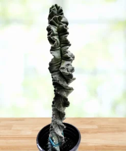 Cereus Twist Kaktus