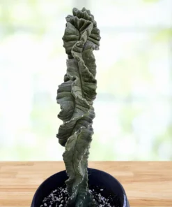 Cereus Twist Kaktus