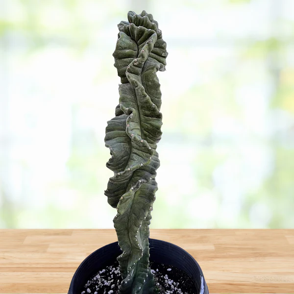 Cereus Twist Kaktus