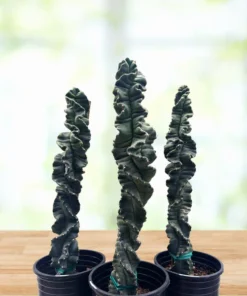 Cereus Twist Kaktus