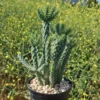 Cholla Cactus – Cylindropuntia cholla