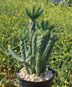 Cholla Cactus – Cylindropuntia cholla