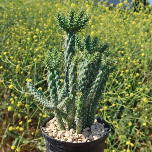 Cholla Cactus – Cylindropuntia cholla
