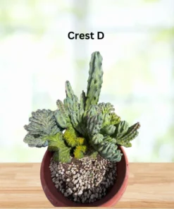 Blaue Flamme mit Haube