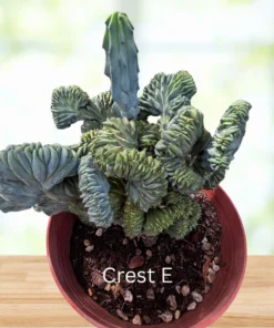 Blaue Flamme mit Haube