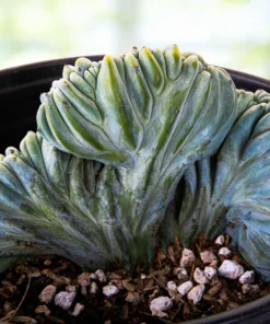 Blaue Flamme mit Haube