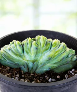 Blaue Flamme mit Haube