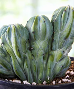 Blaue Flamme mit Haube