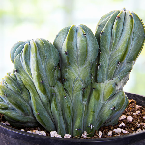 Blaue Flamme mit Haube