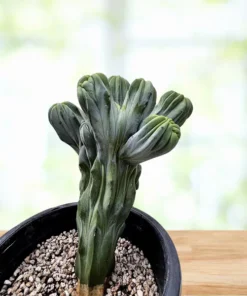 Blaue Flamme mit Haube