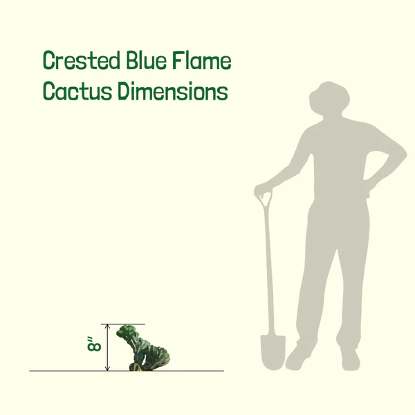 Blaue Flamme mit Haube