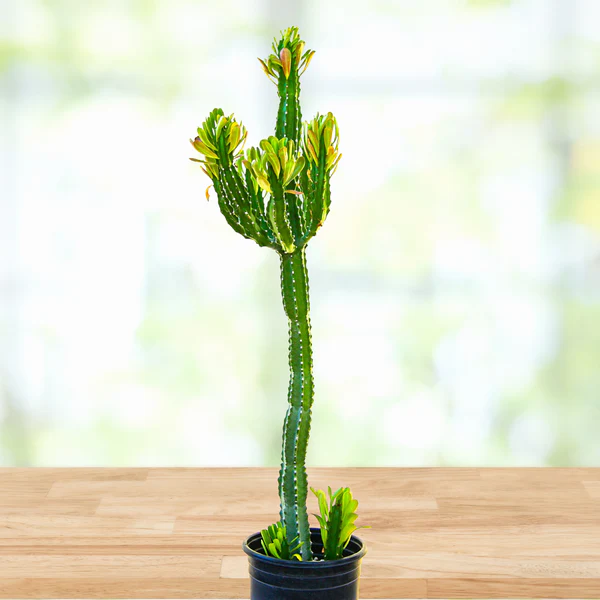 Euphorbia Royaleana
