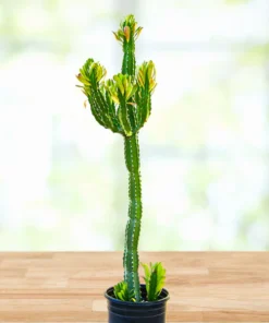 Euphorbia Royaleana