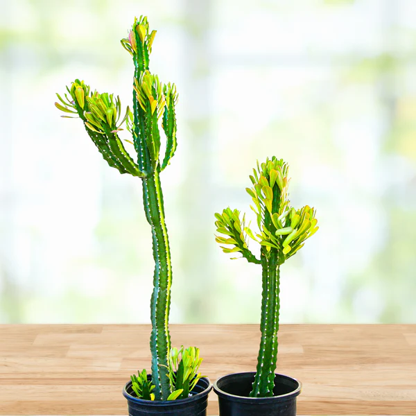 Euphorbia Royaleana