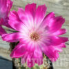 LOT936 20 SAMEN Echinopsis-Hybride „Superstar“ 2025