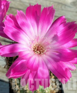 LOT936 20 SAMEN Echinopsis-Hybride „Superstar“ 2025