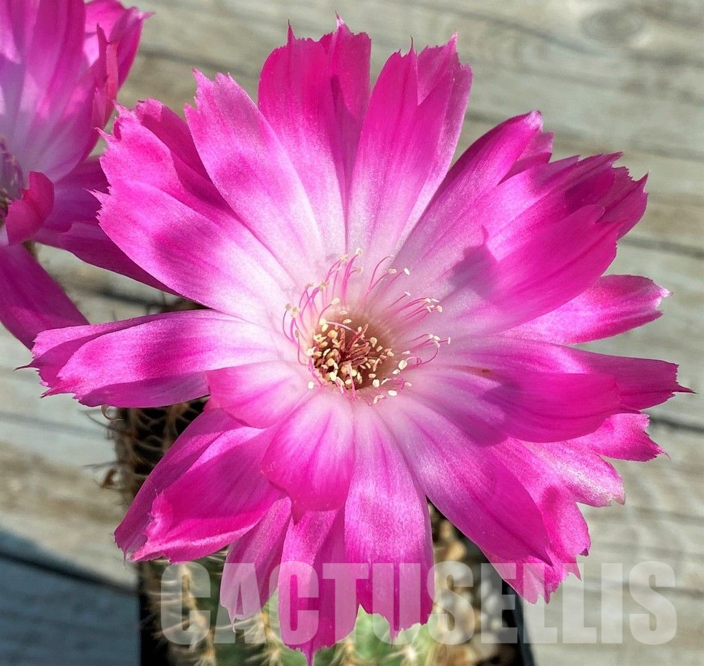 LOT936 20 SAMEN Echinopsis-Hybride „Superstar“ 2025