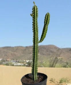 Euphorbia Royaleana